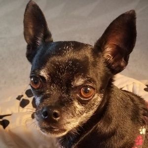 Meet your Posher, Peggy